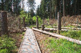bark felling in Rejviz NNR, educational trail, path, bogland