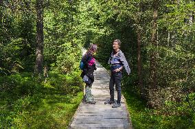 Rejviz NNR, educational trail, path, bog, bogland, peat