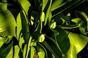 Tulip (Tulipa)