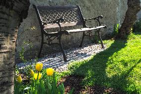 Tulip (Tulipa)