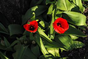 Tulip (Tulipa)