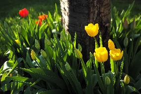 Tulip (Tulipa)