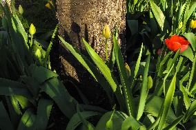 Tulip (Tulipa)