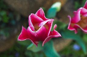 Tulip (Tulipa)