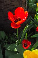 Tulip (Tulipa)