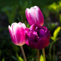 Tulip (Tulipa)