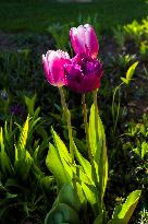 Tulip (Tulipa)