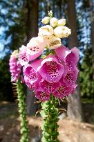 Forested highlands, mountain Brdy, Digitalis purpurea