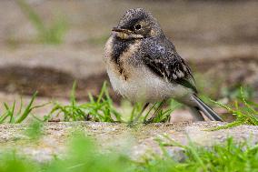 house sparrow (Passer domesticus), bird