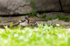 house sparrow (Passer domesticus), bird