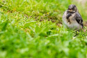 house sparrow (Passer domesticus), bird