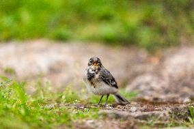 house sparrow (Passer domesticus), bird