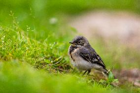 house sparrow (Passer domesticus), bird