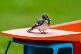 house sparrow (Passer domesticus), bird