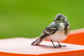 house sparrow (Passer domesticus), bird