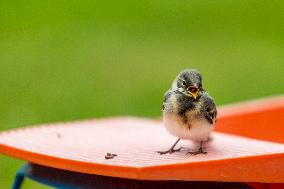 house sparrow (Passer domesticus), bird