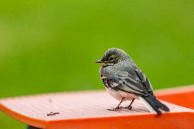 house sparrow (Passer domesticus), bird