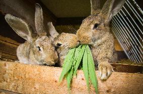 Domestic rabbit, cannabis sativa, indica, marihuana, hemp, ganja, plant