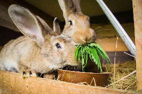 Domestic rabbit, cannabis sativa, indica, marihuana, hemp, ganja, plant