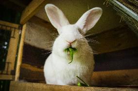 Domestic rabbit, cannabis sativa, indica, marihuana, hemp, ganja, plant