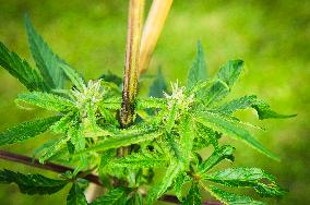 Cannabis sativa, indica, marihuana, hemp, ganja, plant