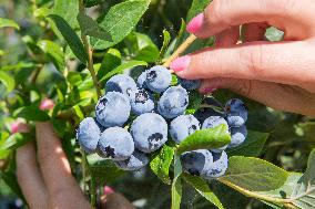 Canadian blueberries harvest, harvesting