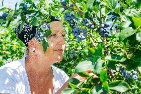 Canadian blueberries harvest, harvesting