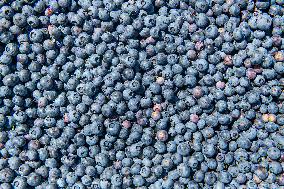 Canadian blueberries harvest, harvesting