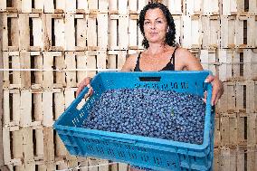 Canadian blueberries harvest, harvesting