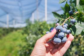 Canadian blueberries harvest, harvesting