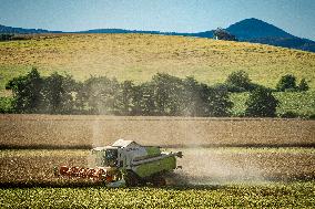 harvest, harvesting, field, Class combine harvester, rapeseed, oilseed rape (Brassica napus)