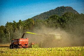 harvest, harvesting, field, combine harvester, tractor, rapeseed, oilseed rape (Brassica napus)