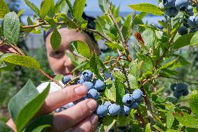 Canadian blueberries harvest, harvesting