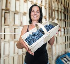 Canadian blueberries harvest, harvesting