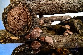 Shiitake (Lentinula edodes), mushrooms