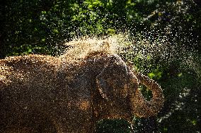 Asian elephant (Elephas maximus)