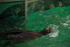 South American sea lion (Otaria flavescens)