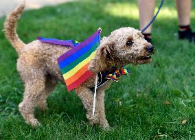 Prague Pride festival, dog, LGBT flag