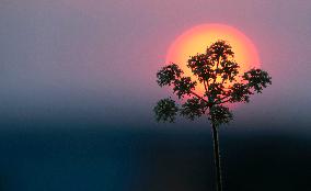 sunset, evening, plant, inflorescence, silhouette