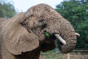 African bush elephant, (LOXODONTA AFRICANA), World elephant day