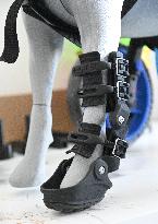 AnyOneGo, prosthetics and wheelchairs for animals