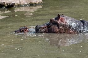 Hippopotamus (Hippopotamus amphibius), hippo