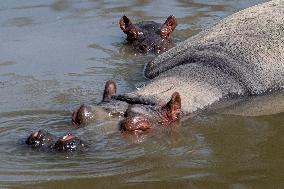 Hippopotamus (Hippopotamus amphibius), hippo