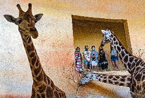 Rothschild's giraffe, Giraffa Camelopardalis Linnaeus, Prague Zoo