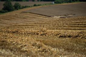 oat, field, harvest, harvesting