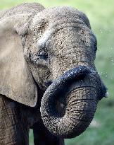 The African bush elephant (Loxodonta africana)