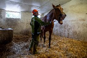 Agricultural Academy, stable, horse, student