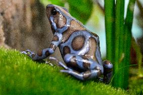 green-and-black poison dart frog (Dendrobates auratus)