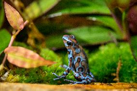 green-and-black poison dart frog (Dendrobates auratus)