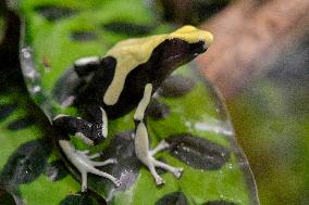 dyeing dart frog, dyeing poison dart frog, tinc, (Dendrobates tinctorius)